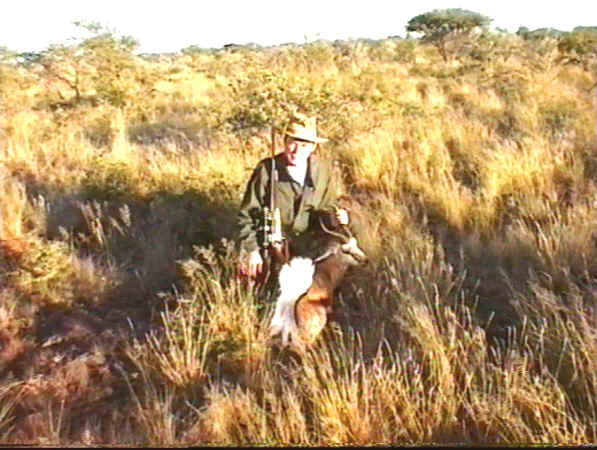 Hyppyantilooppi eli springbok on kaadettu auringon laskiessa