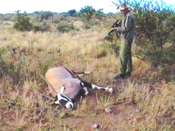Oryx nurin, metsstj viel varmistelee