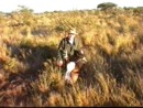 Hyppyantilooppi eli springbok on kaadettu auringon laskiessa