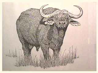 Kapin buffalo
